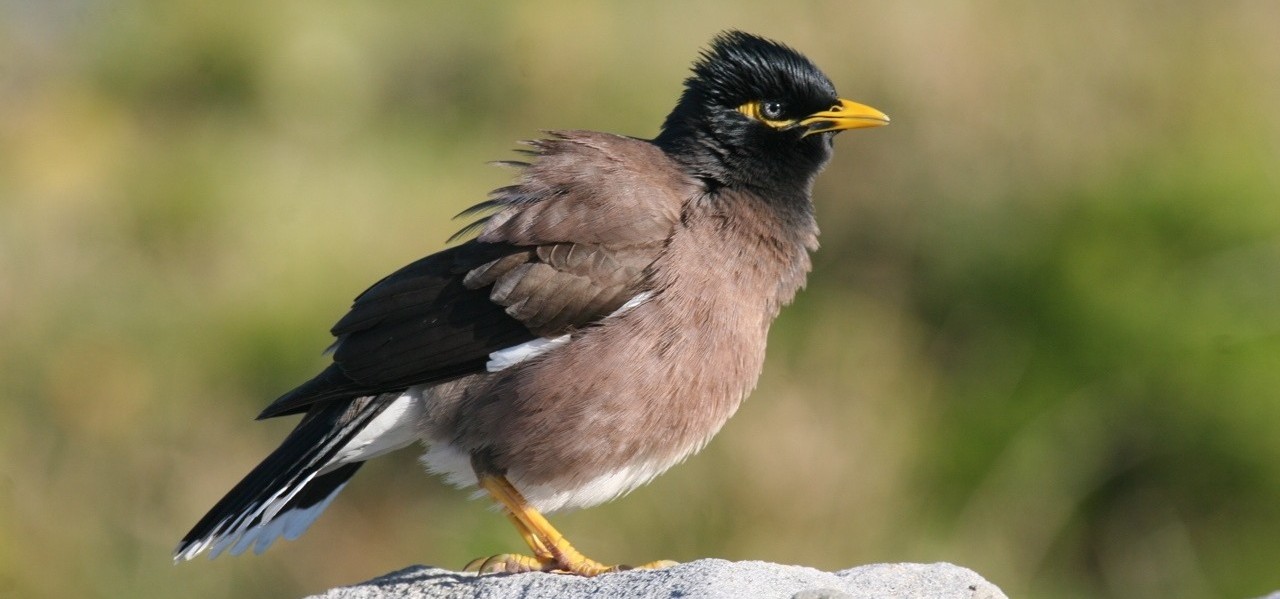Pest Birds