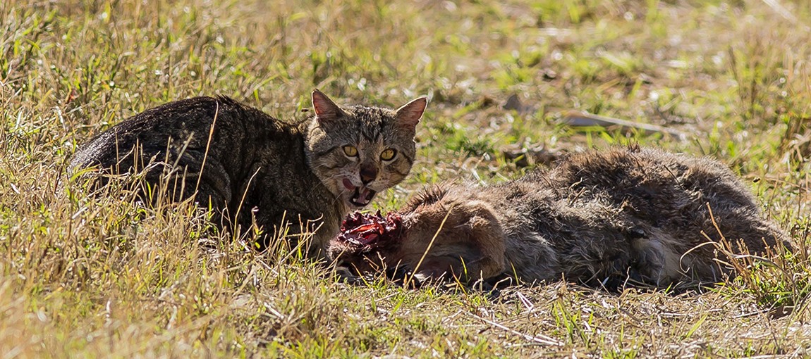 Feral Cat