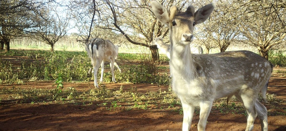 Feral Deer
