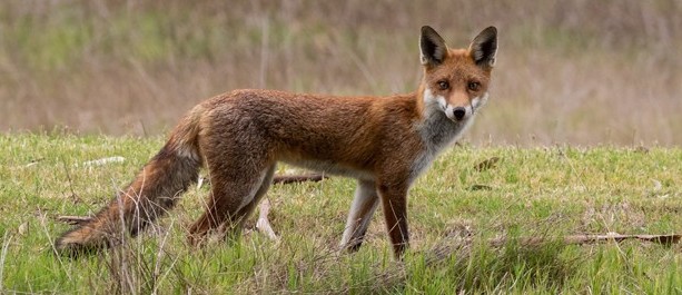 Fox