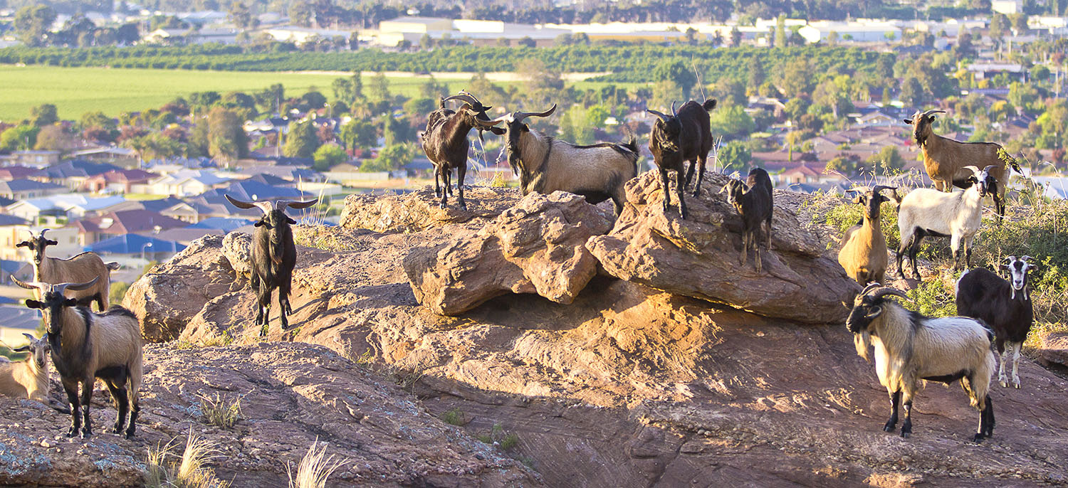 Feral Goat