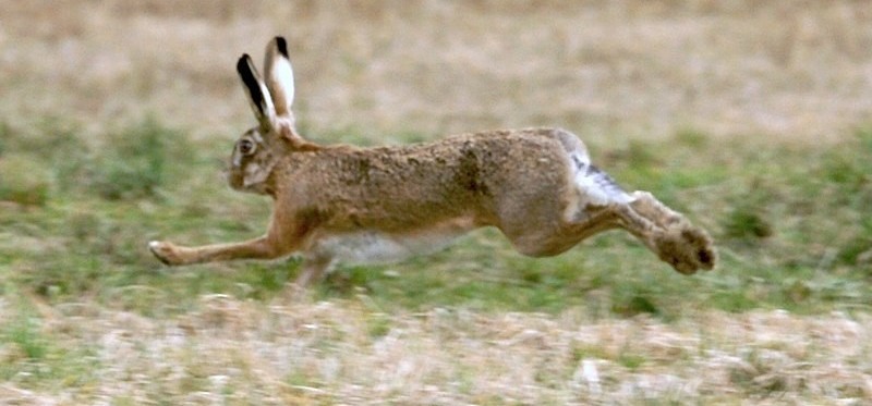 Hare