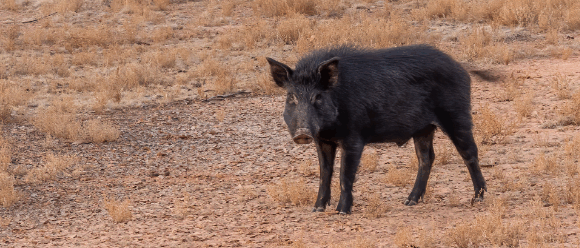 Feral Pig