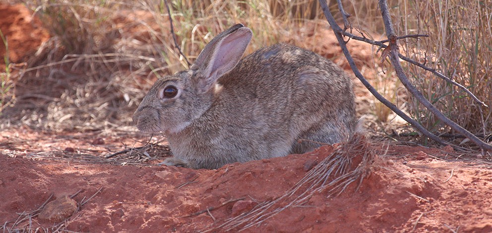 Feral Rabbit