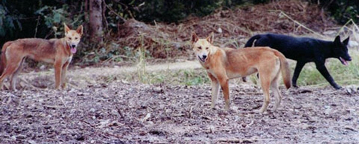 Wild Dog